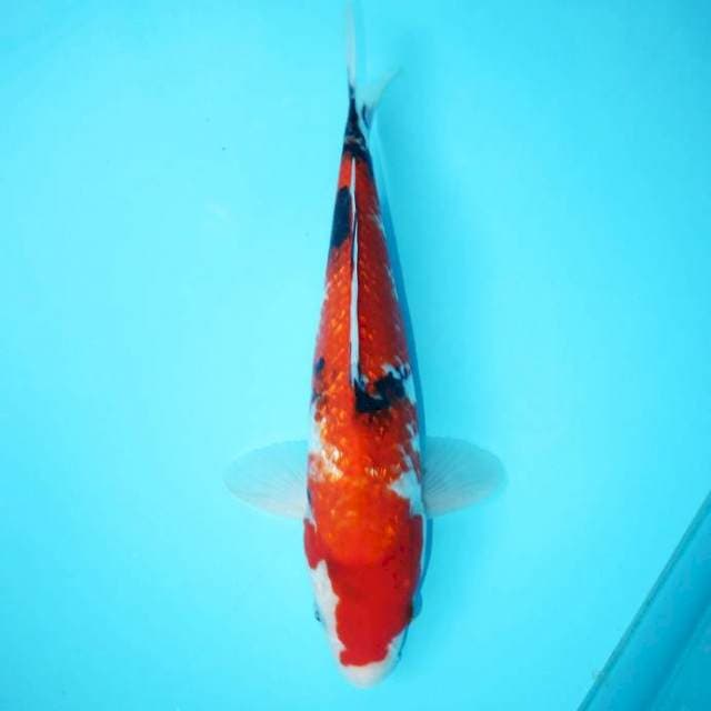 TATEGOI SHOWA GINRIN 32 CM