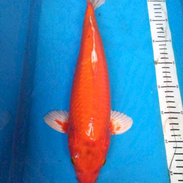 JUMBO ORENJI OGON 40 cm