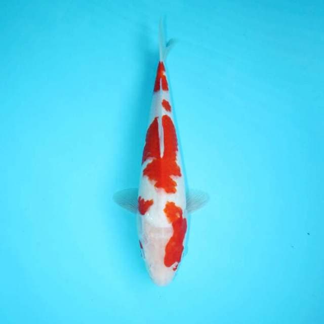 KOHAKU 29 CM