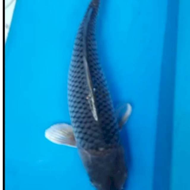 SORAGOI 34 cm