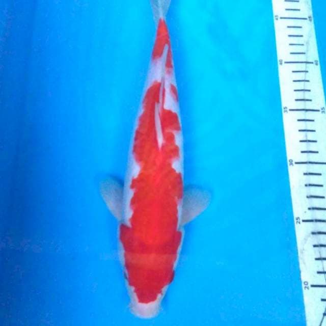 INAZUMA KOHAKU ORIGINAL 30 cm