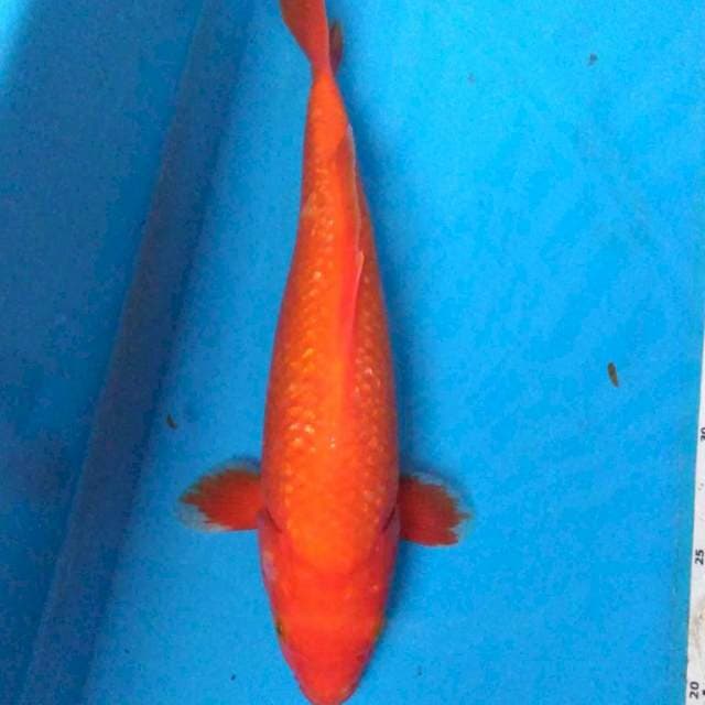 AKA HAJIRO GINRIN 30 cm