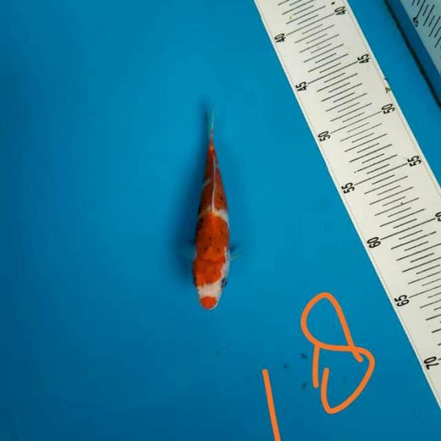 Goshiki 18 cm