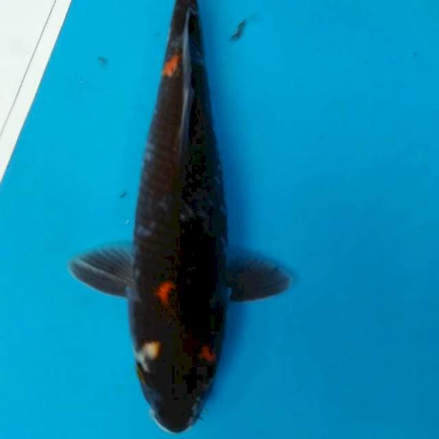 ANTIK KOAR 35 cm