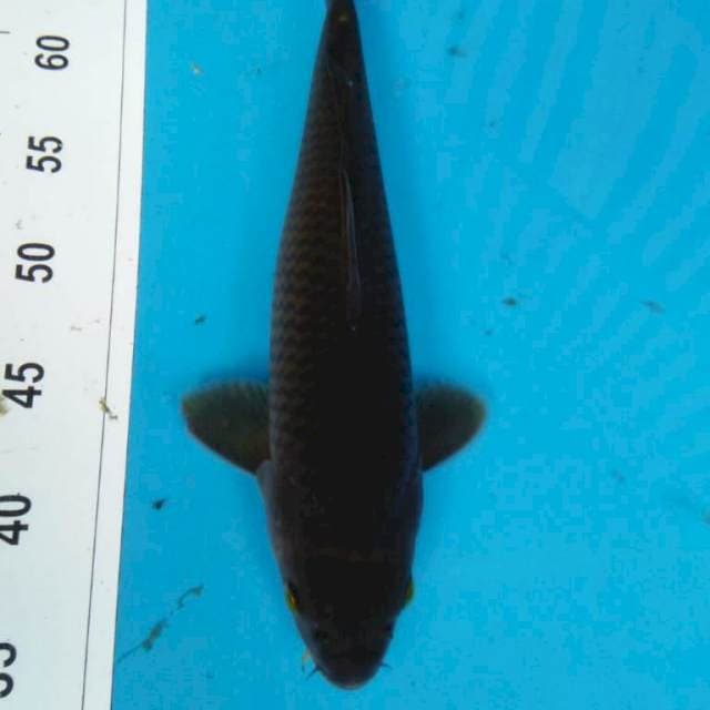 PENJINAK KOLAM 35 cm