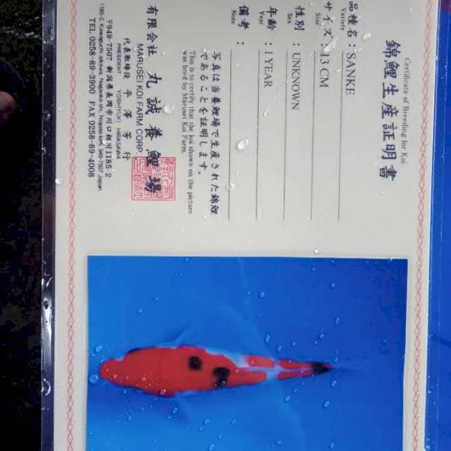 Sanke 15cm import serti marusei