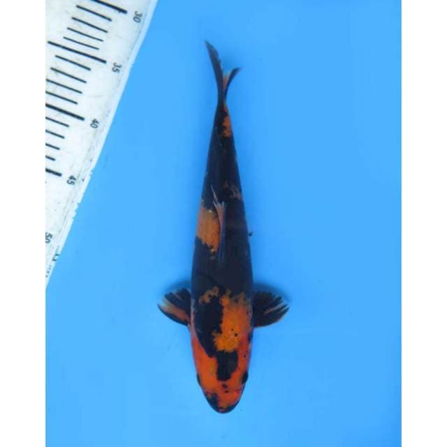 Hi Utsuri Prospek , Male - 29cm