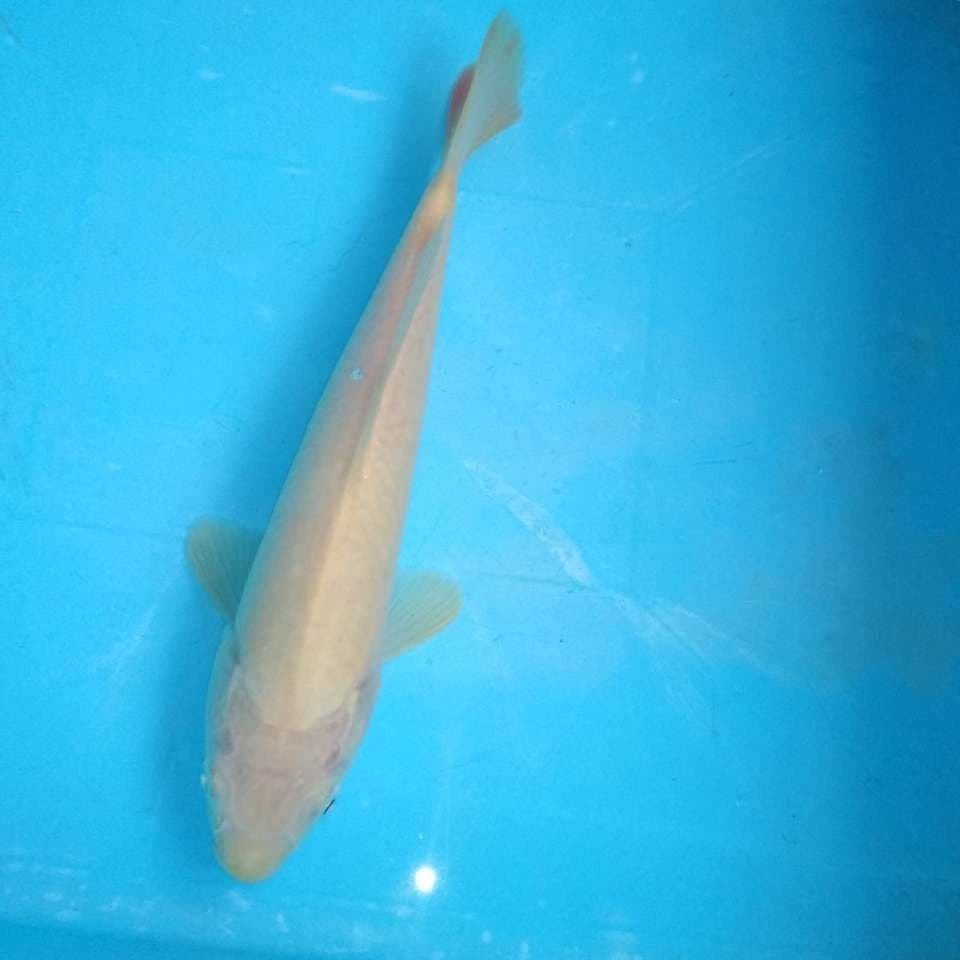 Karasi