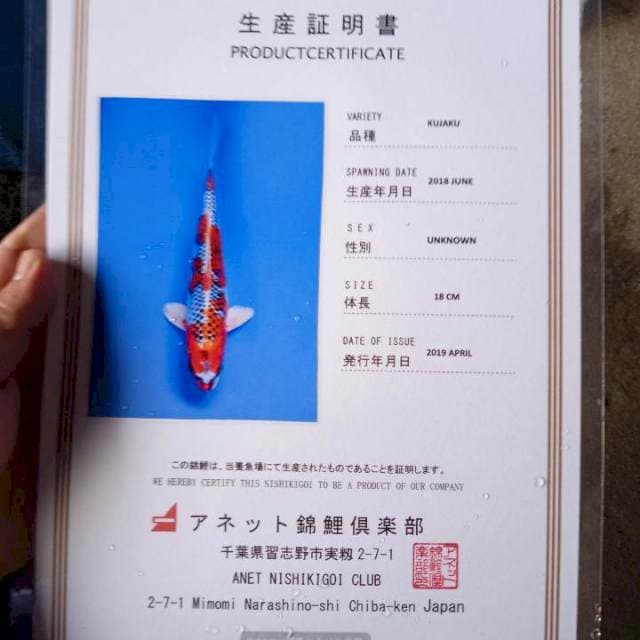 Kujaku import serti anetto