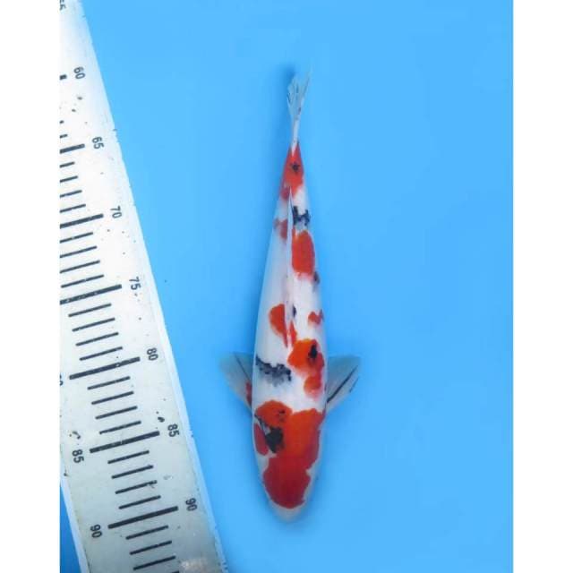 Sanke Merah Darah , Male - 28cm