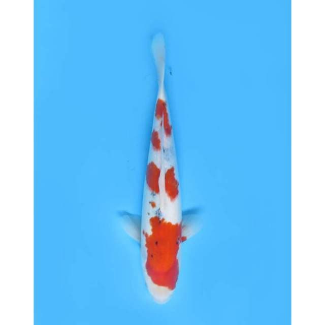 Sanke 4 Step Tategoi , Male - 30cm