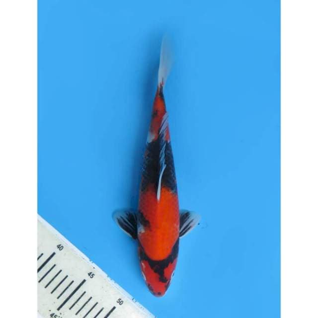 Hi Showa Petir , Male - 40cm