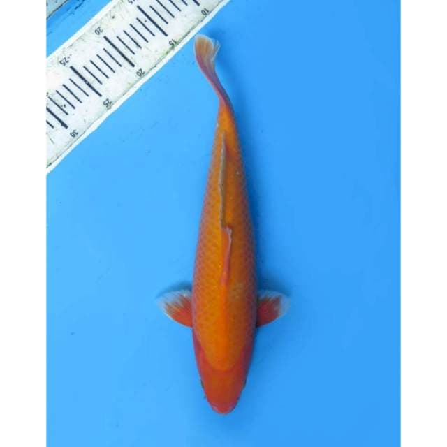 Benigoi Calon Jumbo , Male - 40cm