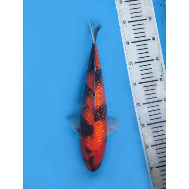 Hi Showa Balance , Male - 34cm