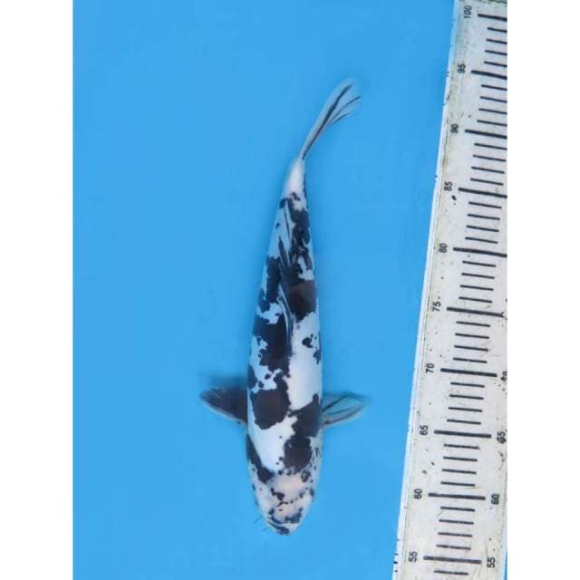 Shiro Doitsu Langka, Male - 35cm