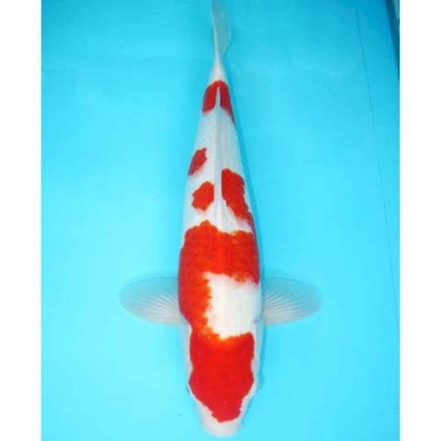 MALE KOHAKU F1 TULANG BESAR 44 CM
