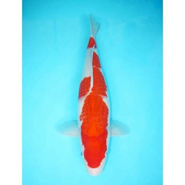 KOHAKU F1 KARAKTER JUMBO 39 CM