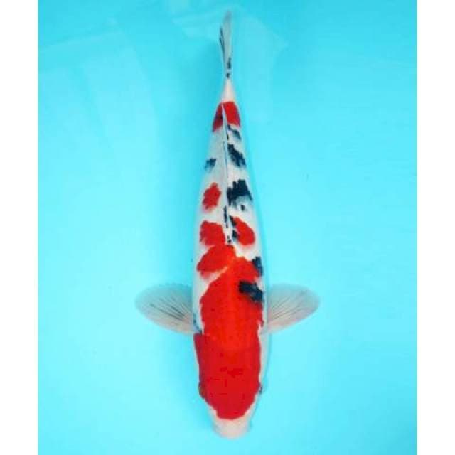 SANKE MALE STRONG RED 37 CM