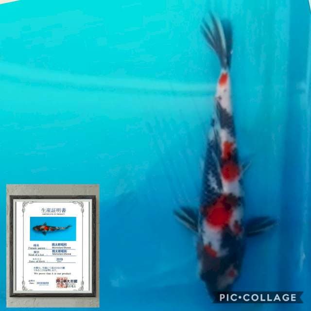 obral import serty momotaro 20bu showa sq ob 0