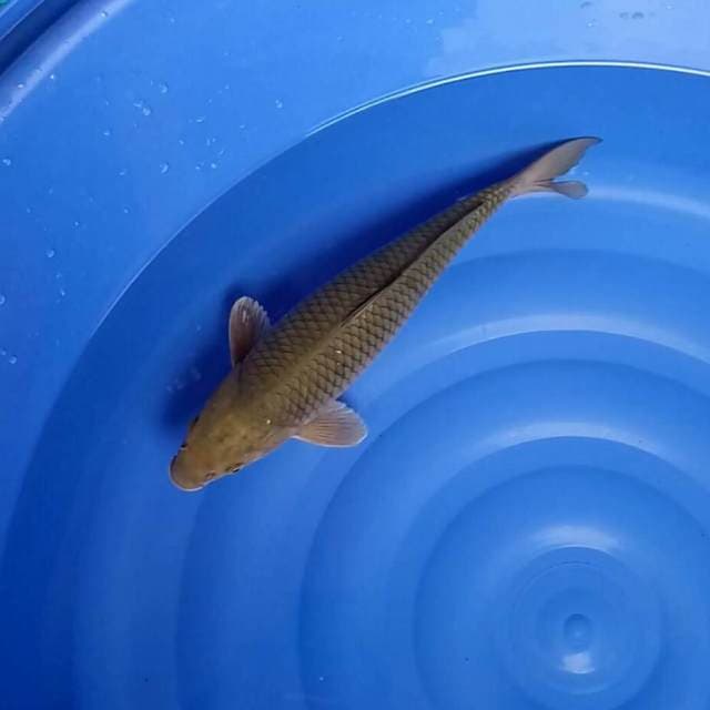 SURAGOI JUMBO