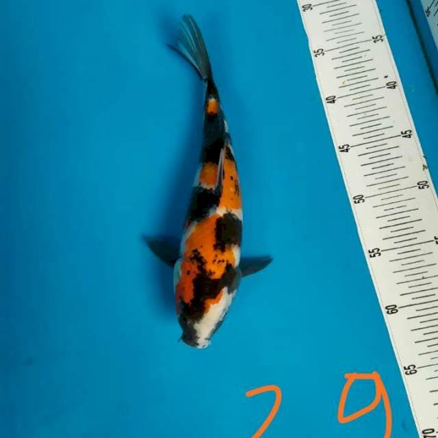 Showa 29cm