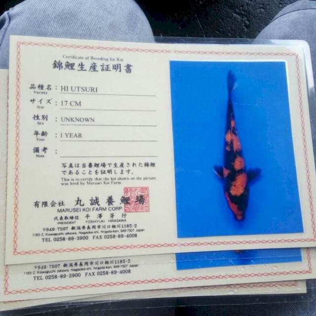 Hiu utsuri marusei