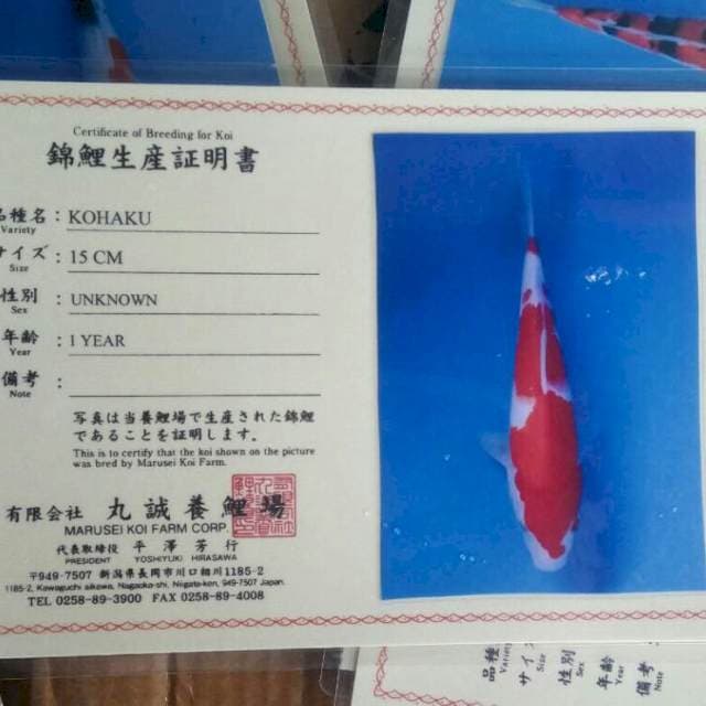 Kohaku serti marusei