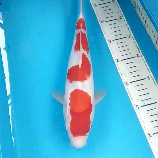 Kohaku