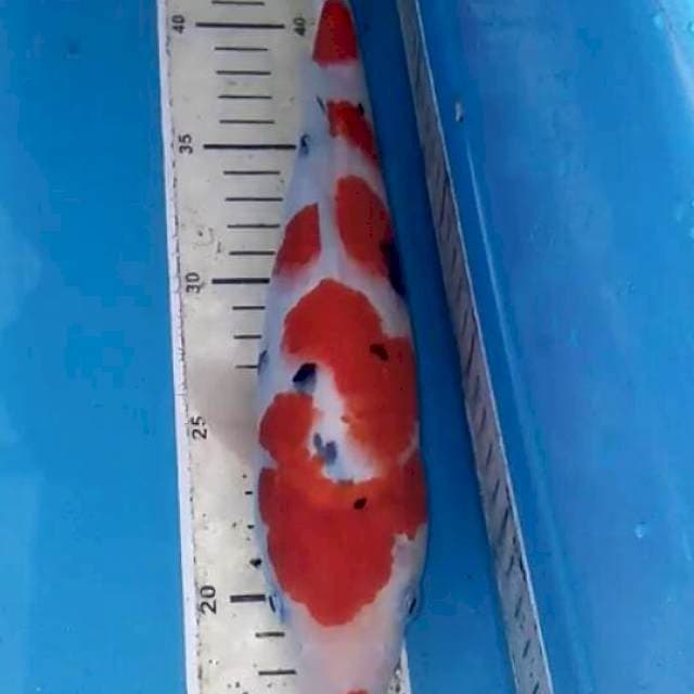 Sanke 28cm