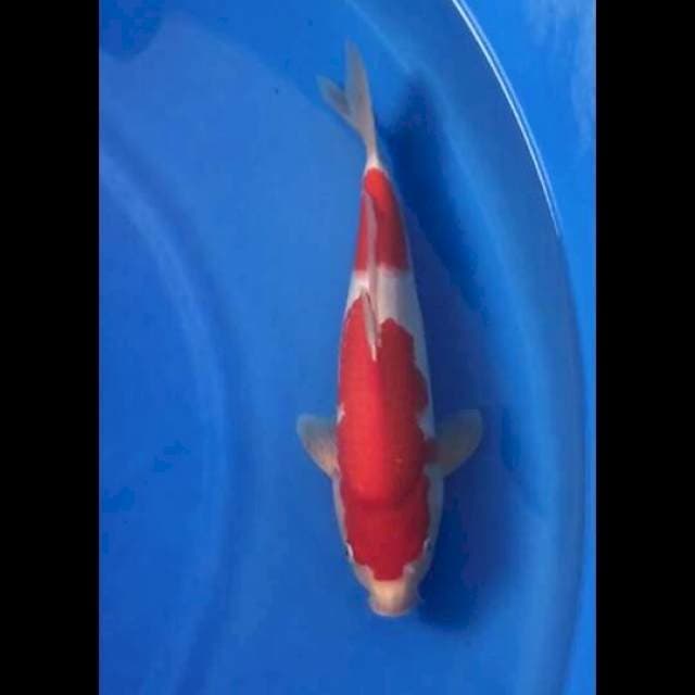 Sakai Kohaku