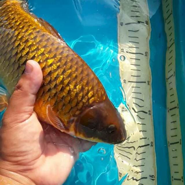tembaga ginrin 38 cm bulki