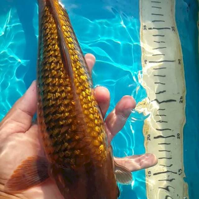 tembaga ginrin 38 cm bulki