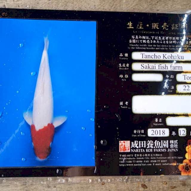 Tancho kohaku sakai farm import