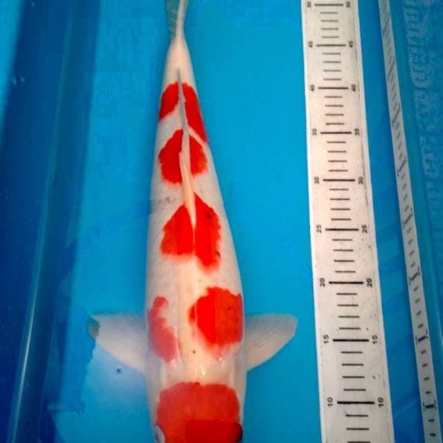 Kohaku 50 cm