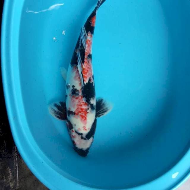 JANTAN 48 cm