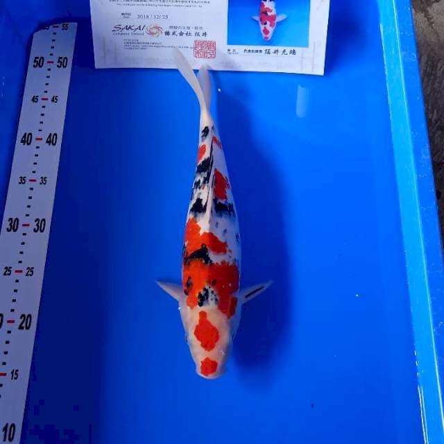 Sanke import serti 34cm