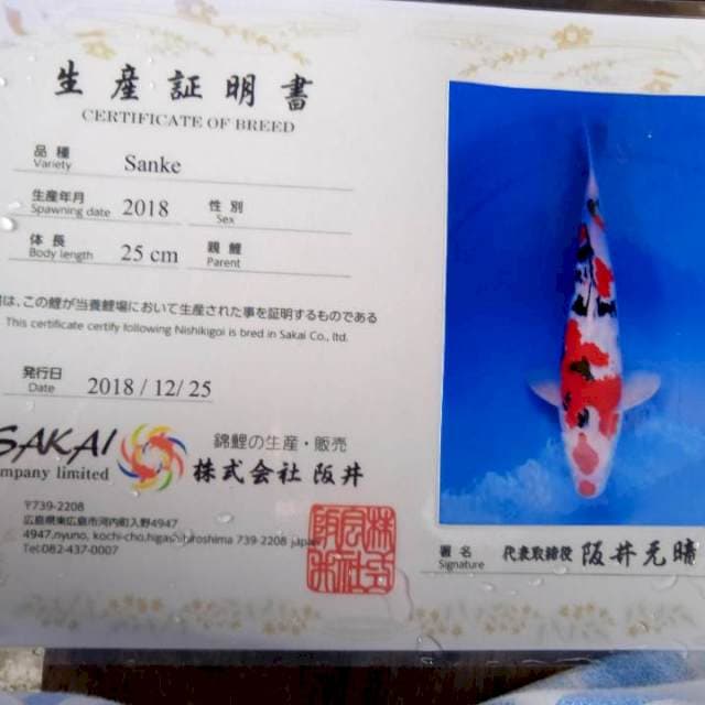 Sanke import serti 34cm