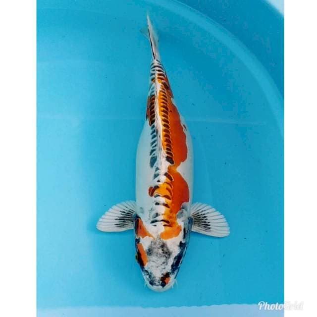 JUMBO KIKOKURYU