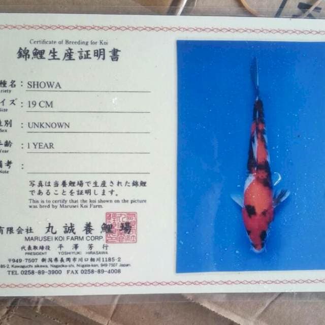 Showa serti marusei
