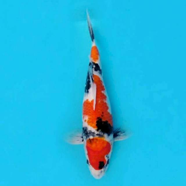 Showa Sanshoku 29cm