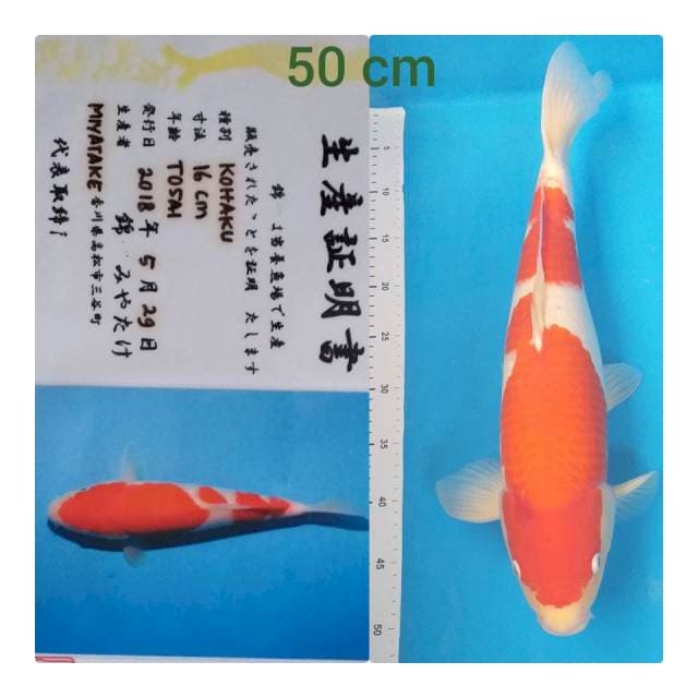 Kohaku Jantan Merah Pekat