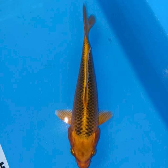 kin matsuba kepala kinclong