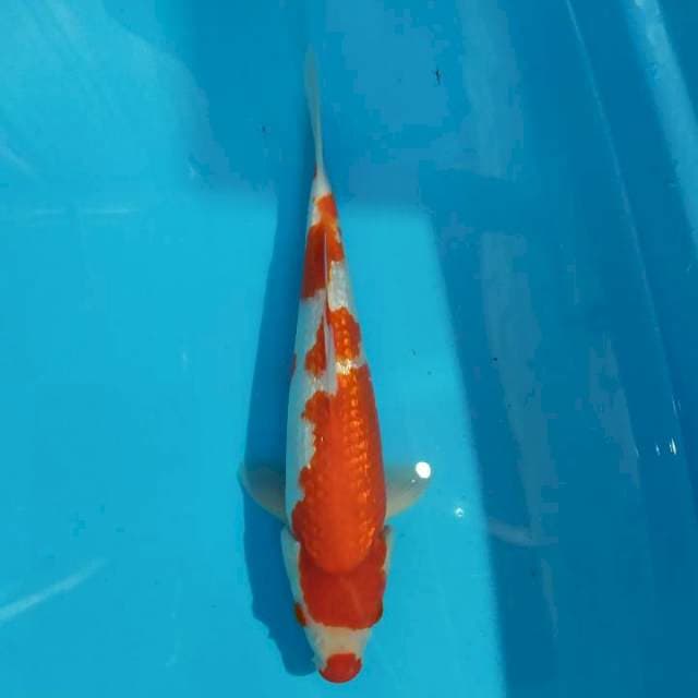 Kohaku ginrin 31 cm