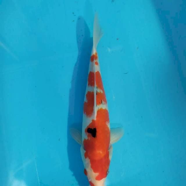 Sanke 30 cm
