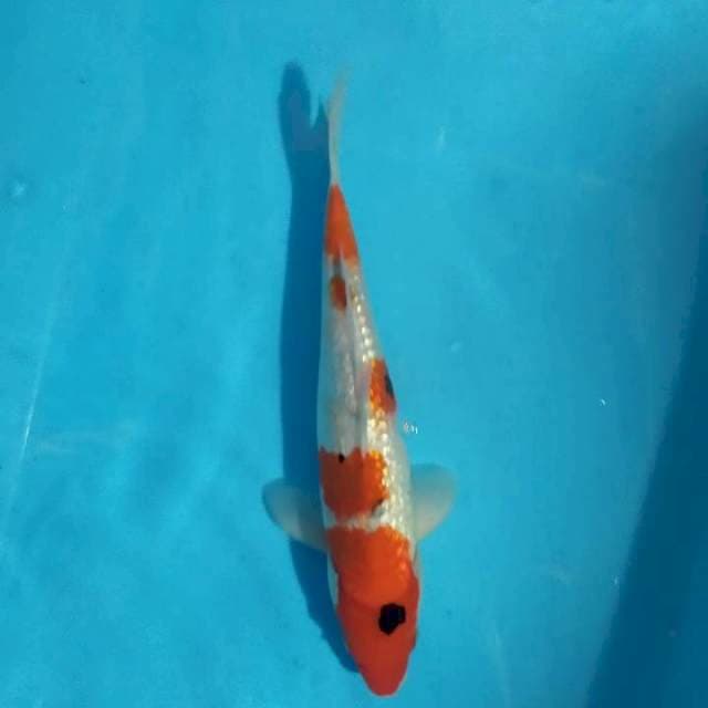 Sanke ginrin 30 cm