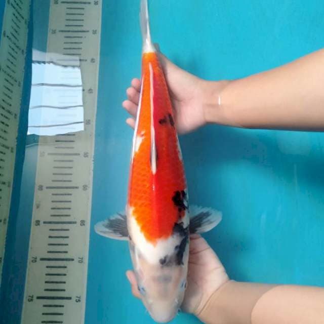 Bakat Jumbo Showa 39 cm