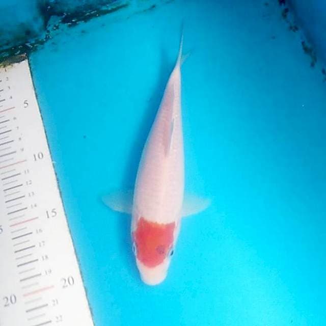 Tancho 22cm
