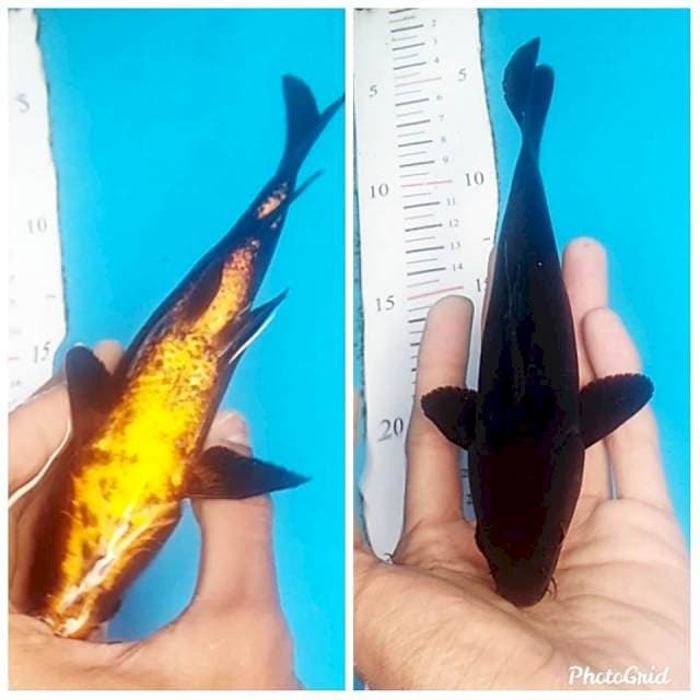 Karasu 17cm