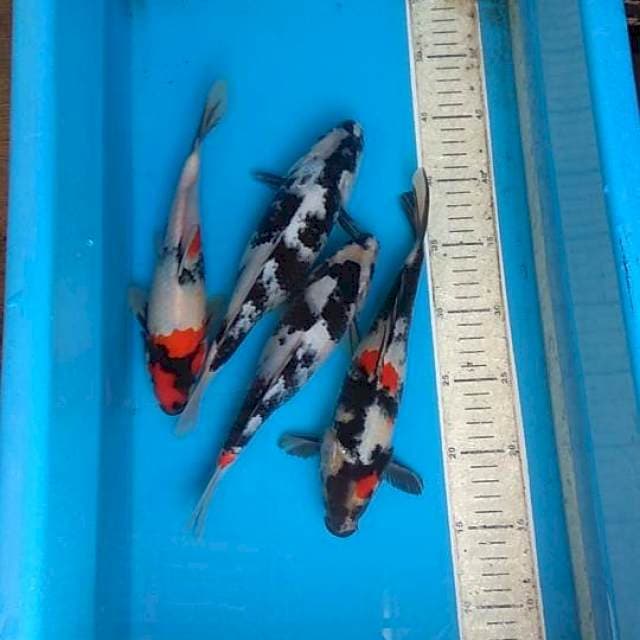 mix showa 24cm