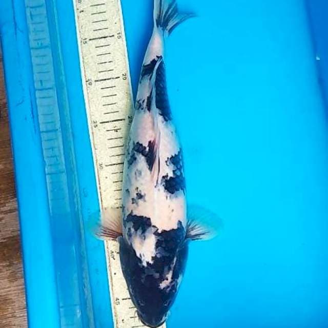 Shiro 37cm